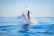 Humpback Whale Photography, Hervey Bay