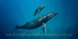 Humpback Whales, Underwater Photography, Swim With Whales
