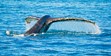 Whale Photos, Hervey Bay