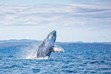 Fraser Island Photos, Humpback Whales