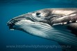 Whale photos, Underwater Photography