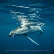 Nature Photography, swimming with whales