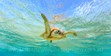 Turtle, wave, Lady Elliot Island