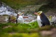 Yellow Eyed Penguins, Wildlife Photography New Zealand
