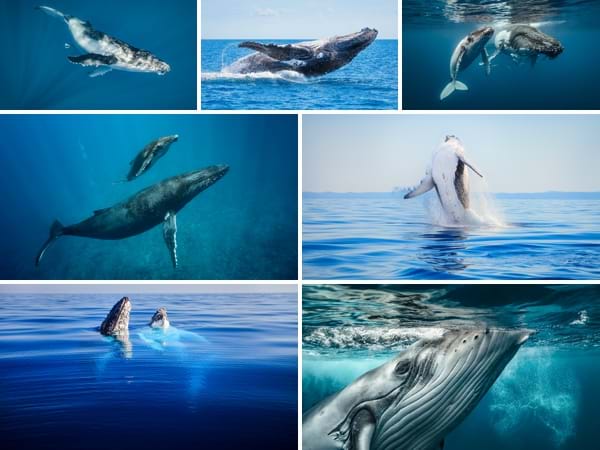 Humpback Whale Photos