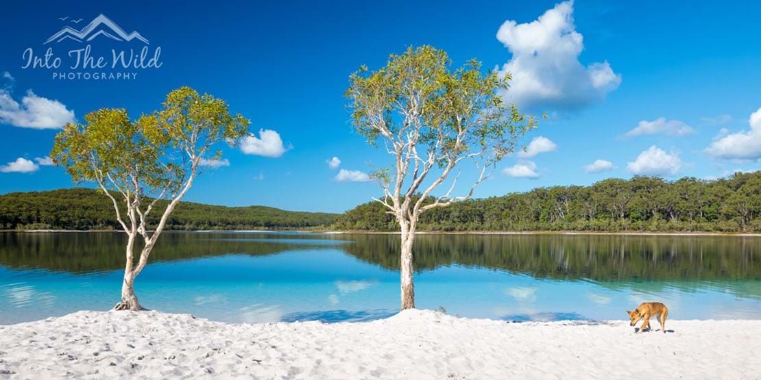 Into The Wild Photography Fraser Island Dingo, Lake McKenzie