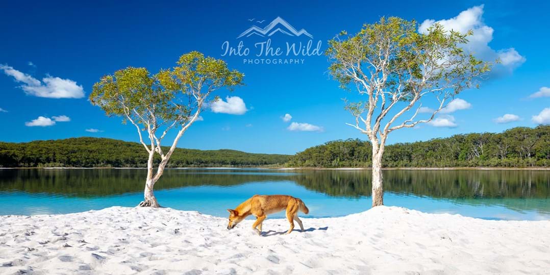 Are Dingoes Native To Fraser Island are-dingoes-native-to-fraser-island