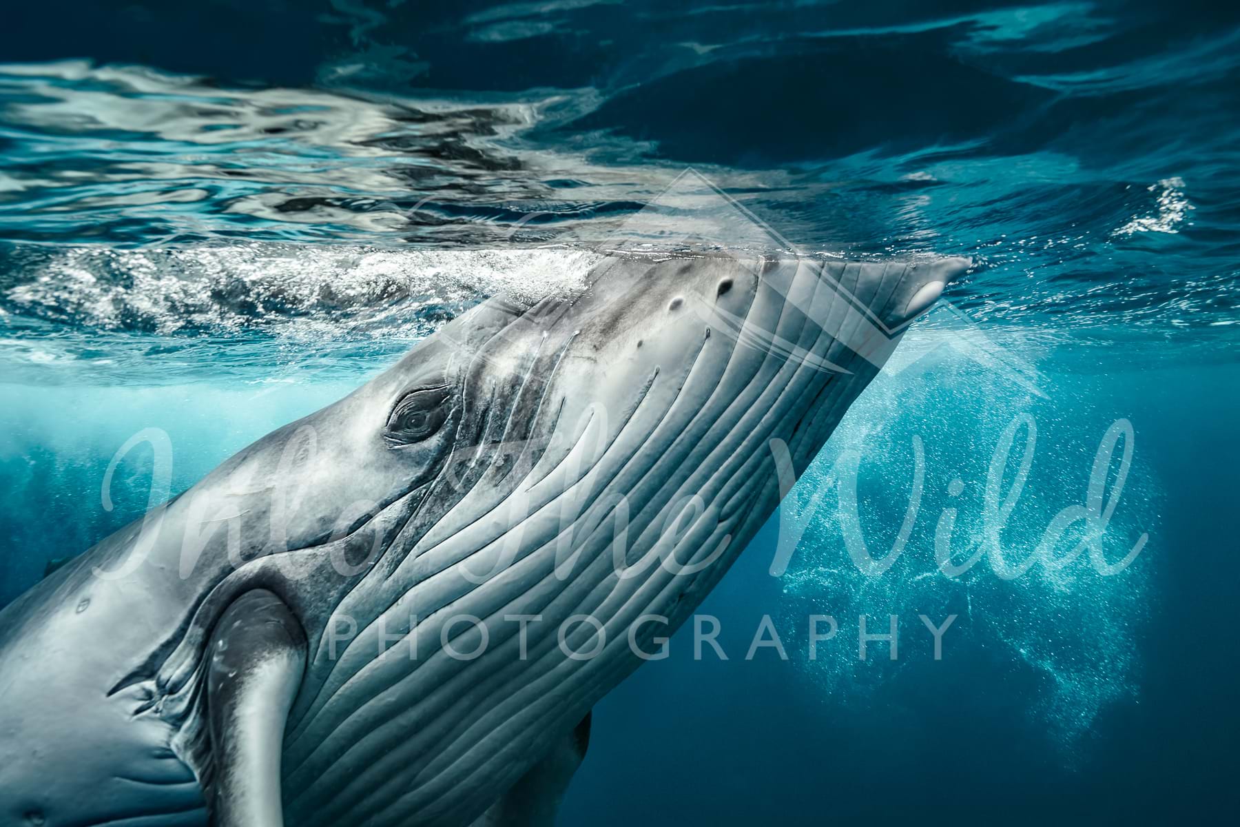 Into The Wild Photography Nature Photography Humpback Whales Photos