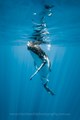 Humpback Whales, Underwater Photographer