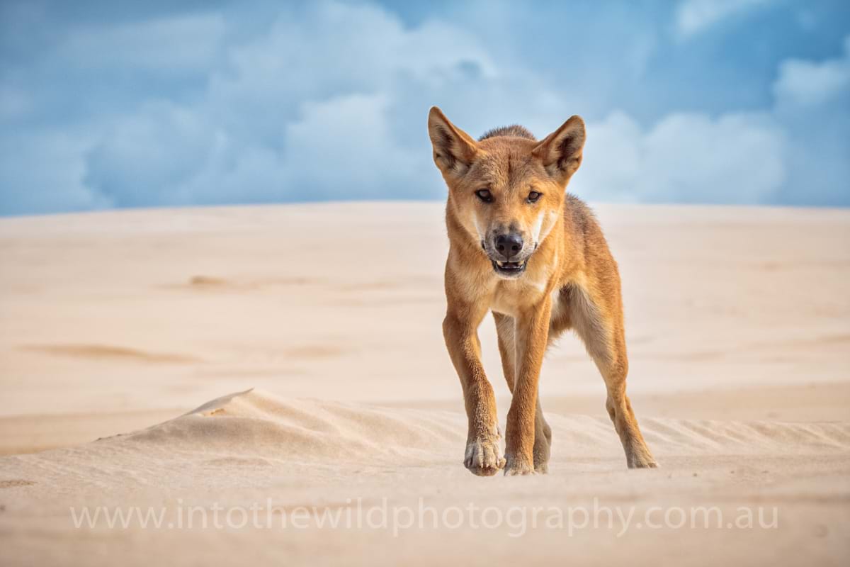 Dingo, Kgari, Sandy Cape