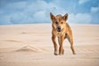 Dingo, Kgari, Sandy Cape