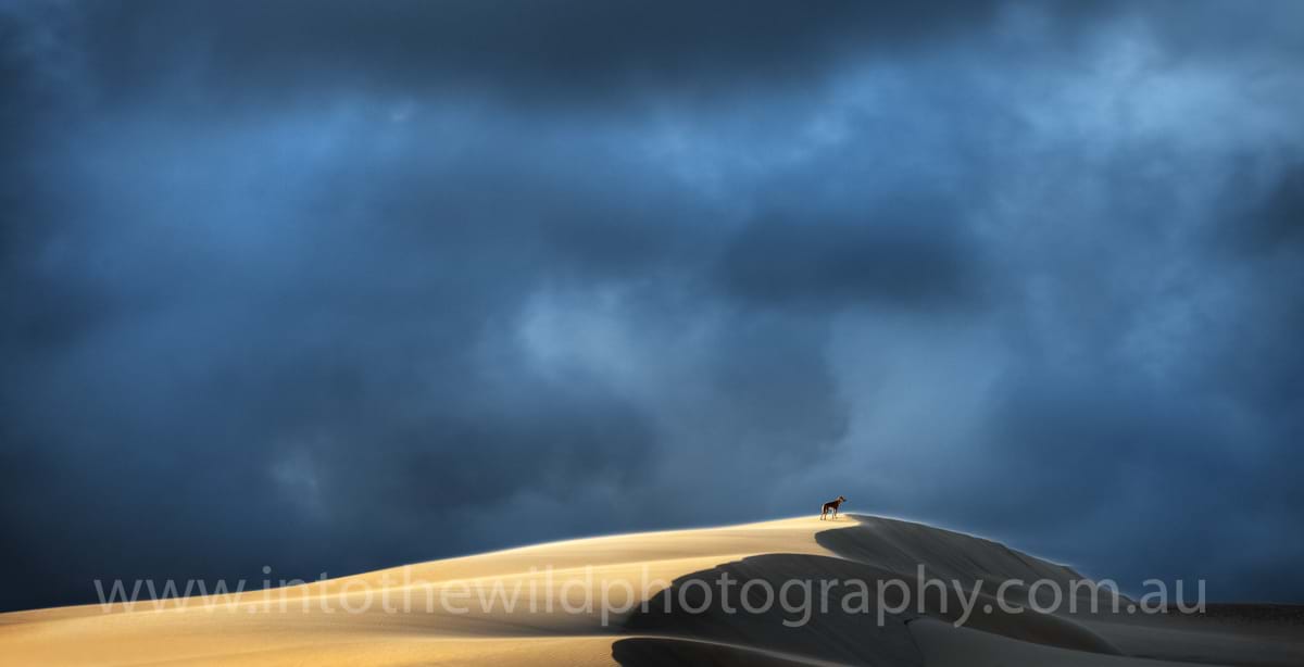 Fraser Island wildlife photography, dingo nature photos