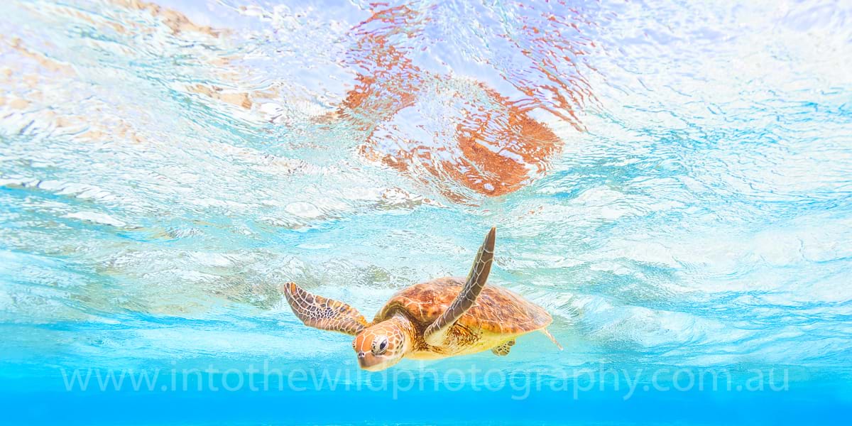 Green Sea Turtle Lady Elliot Island