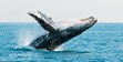 Hervey Bay Photos, Humpback Whale