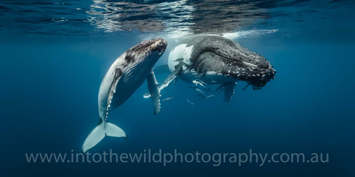 Nature Photography, Humpback Whales