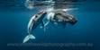 Nature Photography, Humpback Whales