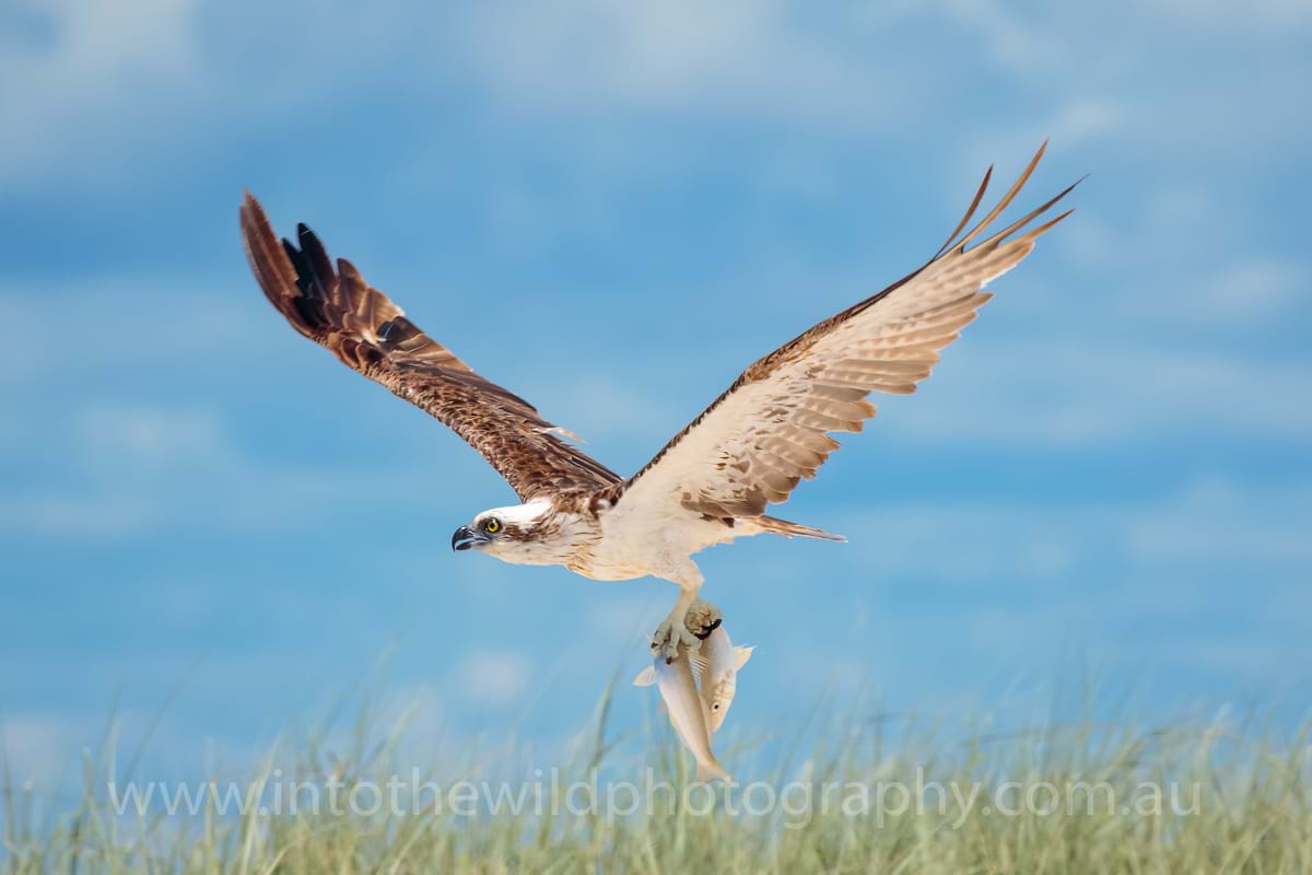 Osprey, Wildlife Photography, Hervey Bay