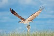 Osprey, Wildlife Photography, Hervey Bay