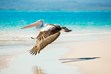 Pelican, Hervey Bay, Wildlife Photography