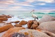 Pelican Photos, Tasmania Wildlife Photography