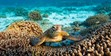 A Green Sea Turtle, Great Barrier Reef