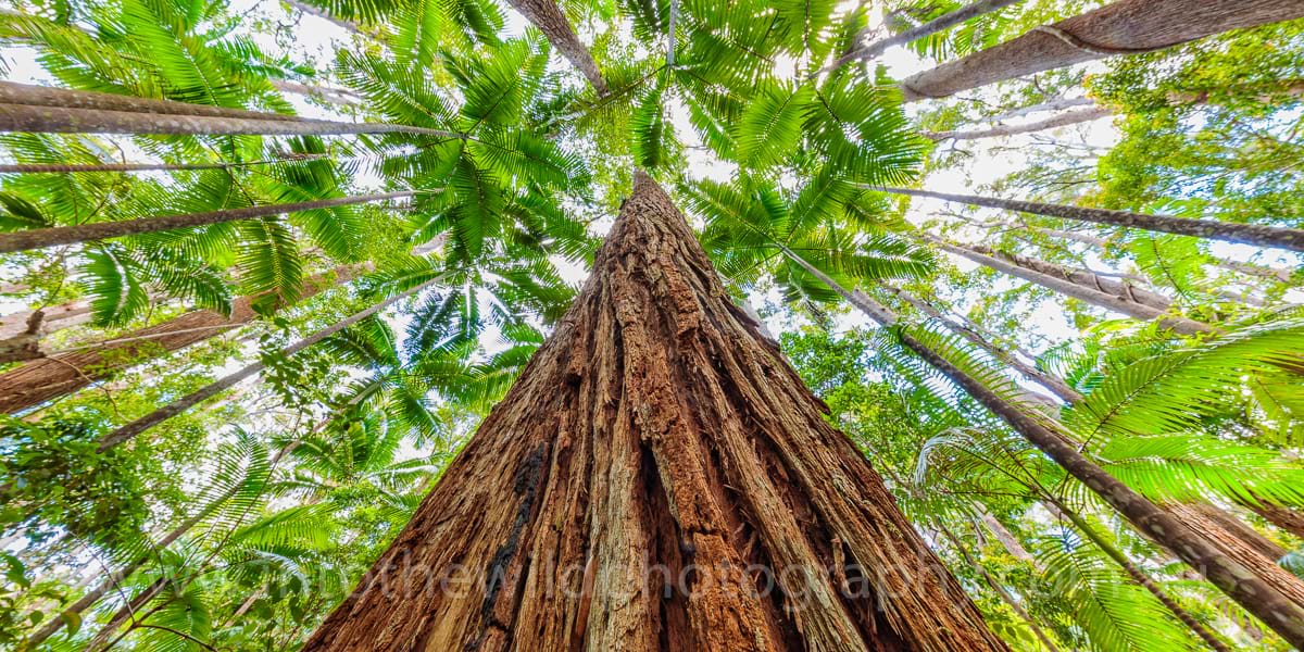 Fraser Island Photography, Pile Valley