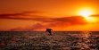 Sunset photos, Humpback Whale Photography