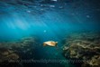 Green Sea Turtle, Lady Elliot Island, award winning photography