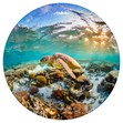 Green Sea Turtle, Lady Elliot Island, Underwater Photography