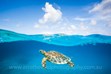 Great Barrier Reef, Green Sea Turtle, Underwater Photography, Lady Elliot Island