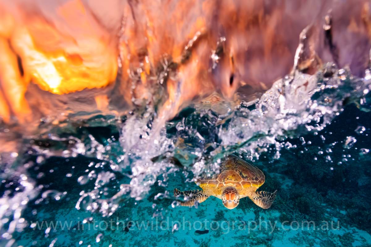 Turtle, Sunset, Lady Elliot Island