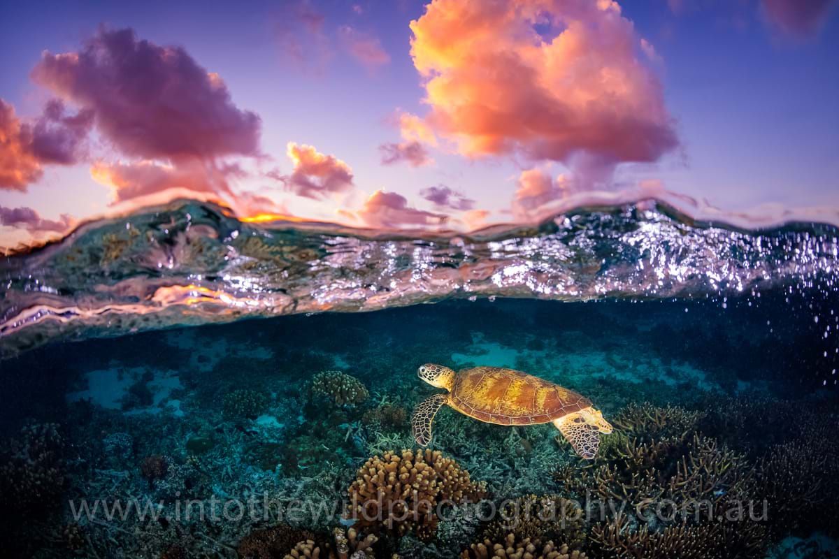 Turtle, Lady Elliot, Sunset