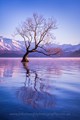 The Wanaka Tree, New Zealand Landscape Photography