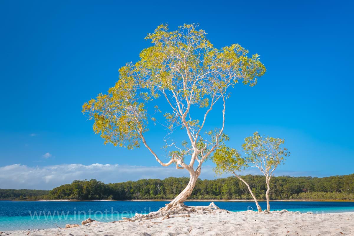 Photographer Fraser Island, Lake McKenzie