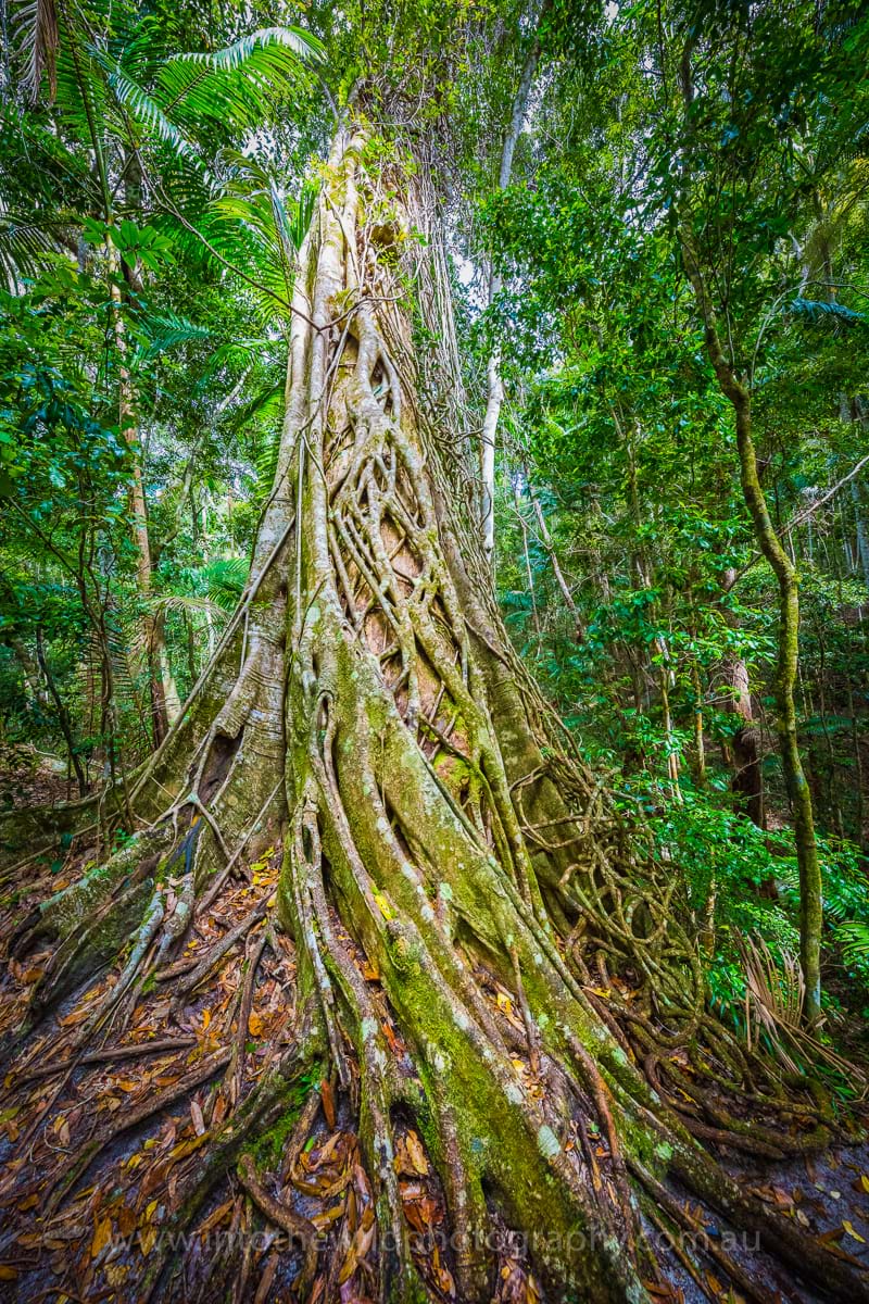 Fraser Island photos, Rainforest Photography