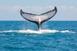 Humpback Whale Tail Photos