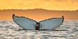 Wildlife Photography, Humpback Whale Tail