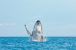 Whale Photos, Breach Whales, Hervey Bay