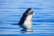 Wildlife Photography, Humpback Whale