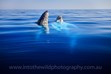 Humpback Whales Photography, Hervey Bay, Fraser Island