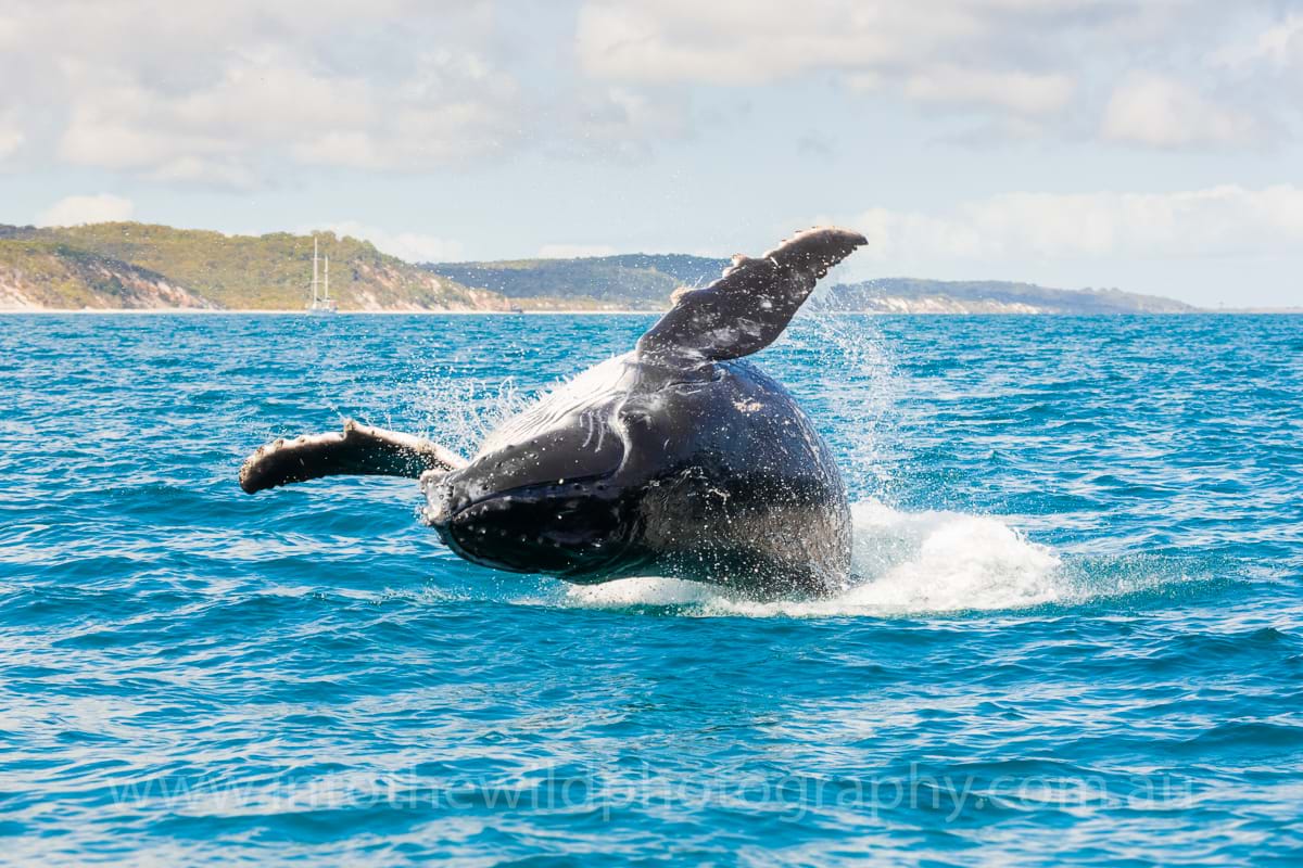 Hervey Bay Whale Photos