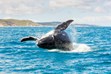 Hervey Bay Whale Photos