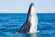 Nature Whale Photography, Humpback Whale