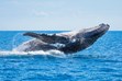 Hervey Bay Photographers, Humpback Whale Breaching