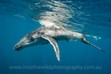 Nature Photos, Humpback Whale