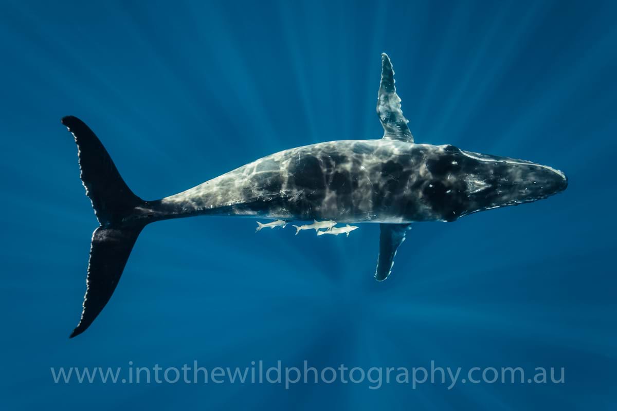 Underwater Whale Photography