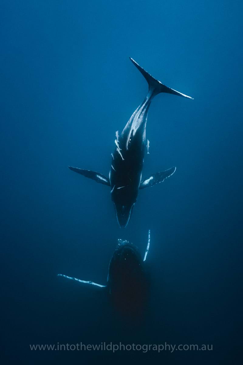 Underwater Humpback Whale Photography