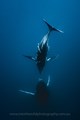 Underwater Humpback Whale Photography