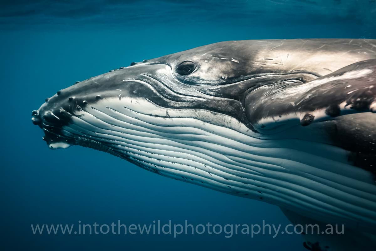 Whale photos, Underwater Photography