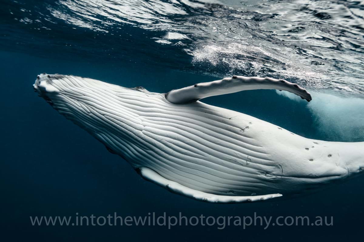 Underwater photography, Humpback Whale